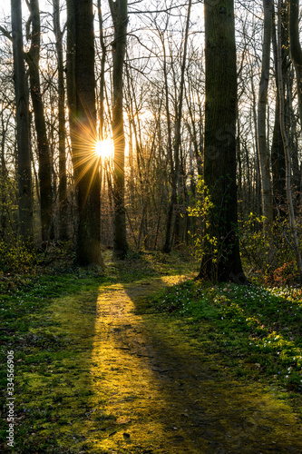 Untergehende Sonne an einem Waldweg in der Eilenriede in Hannover
