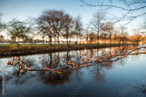 Spring arrives at The Charles River Esplanade of Boston, Massachusetts, USA, is a state-owned park situated in the Back Bay area of the city, on the south bank of the Charles River Basin. photo