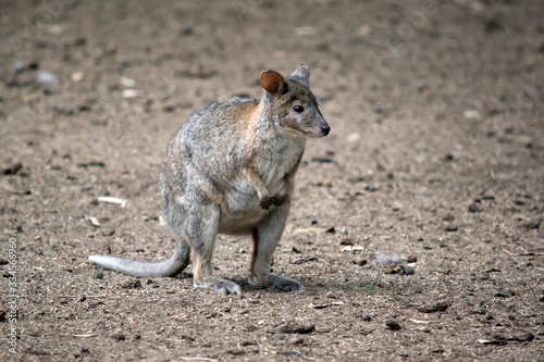 the pademelon is standing on its hind leg photo