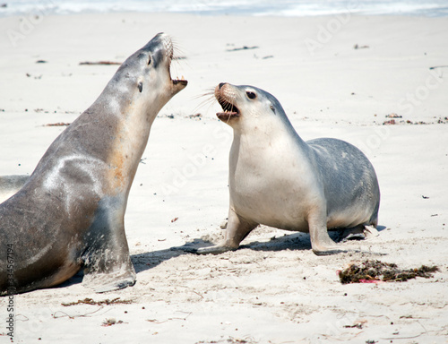 the sea lions are having a disagreement