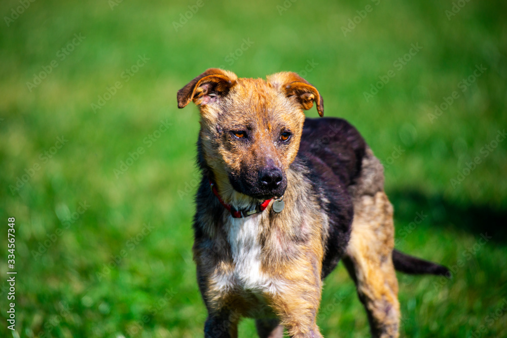 Dog playing Dog playing