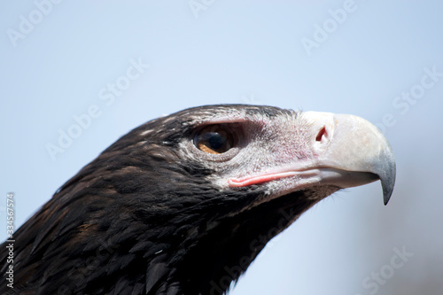 this is a close up of a wedge tail eagle