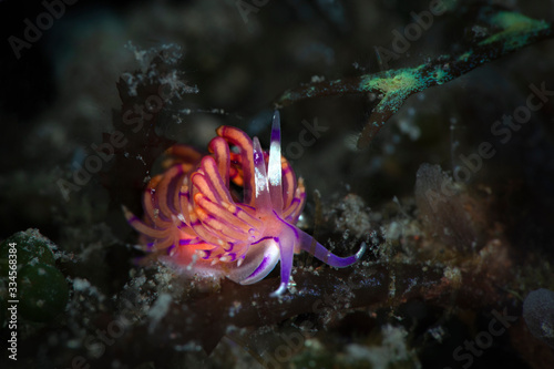 Nudibranch Unidentia sandramillenae.  Underwater macro photography from Tulamben  Bali   Indonesia