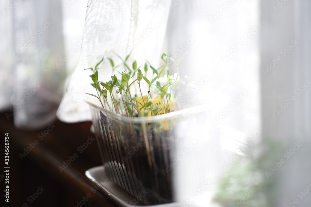 young seedlings in the sun young seedlings in the sun