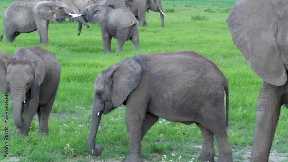 Elephant herd grazing in Amboseli National Park Elephant herd grazing in Amboseli National Park