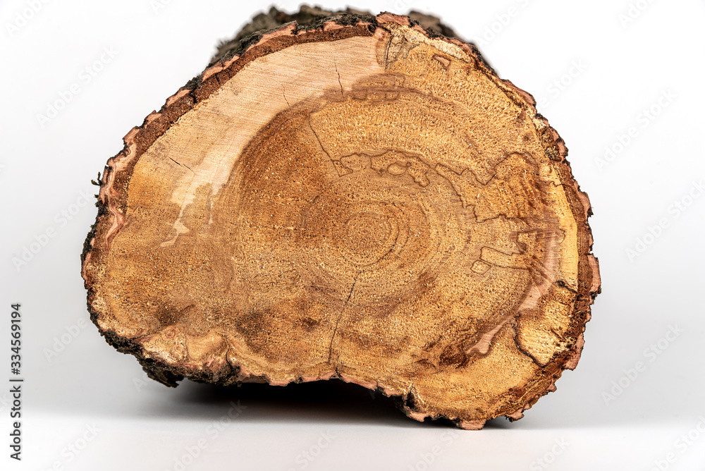 Wooden texture of the cross section of a wooden log on a white background Wooden texture of the cross section of a wooden log on a white background