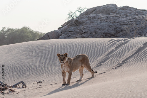 Desert-adapted Lion in Hoanib River, Namibia