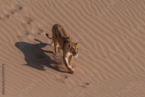 Desert-adapted Lion in Hoanib River, Namibia