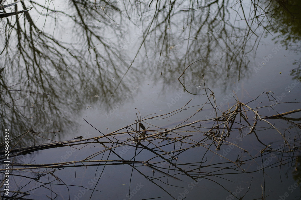 Water Trees Forest Spring Season with Silence Water Trees Forest Spring Season with Silence