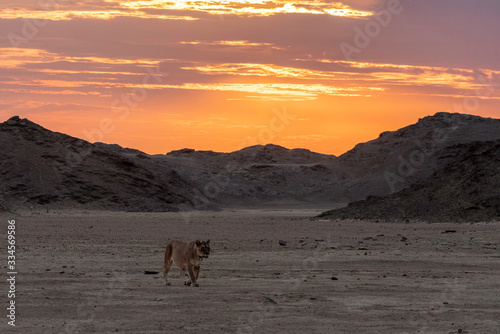 Desert-adapted Lion at Sunset in Hoanib River, Namibia