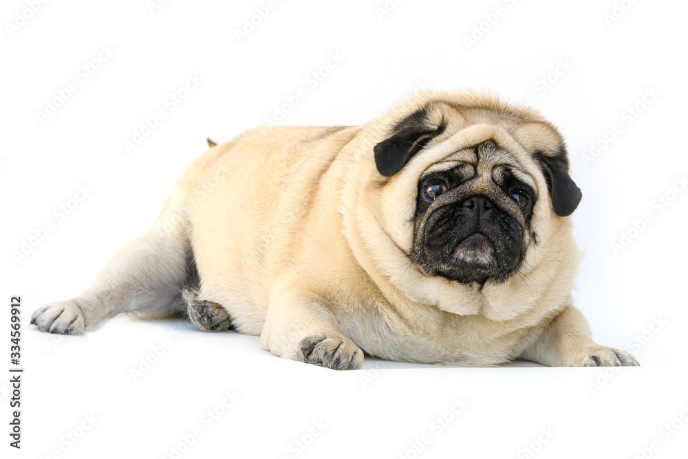fat dog pug lying down on white background