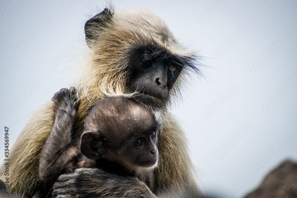 Obraz premium Langur with an infant