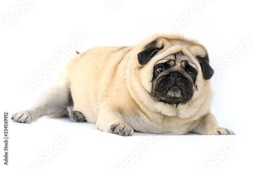 fat dog pug lying down on white background