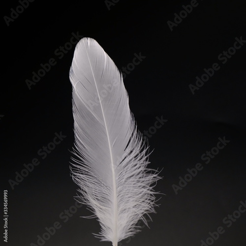 single white feather with black background 