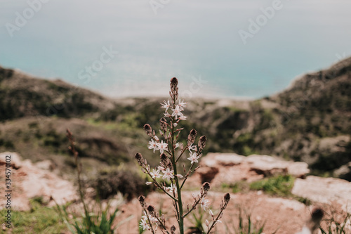 wildflowers in the field © ekaeka