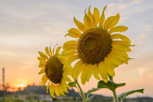 Sunflowers,Sunflowers blooming on the morning time,Sunflowers fresh, beautiful sunflowers,Bright sunflowers on the blue sky background