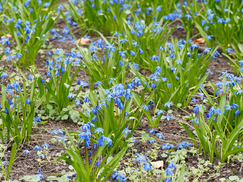 Othocallis siberica ou scilla siberica | Scilles de Sibérie, petites fleurs bleu violet d'ornement en fin d'hiver photo