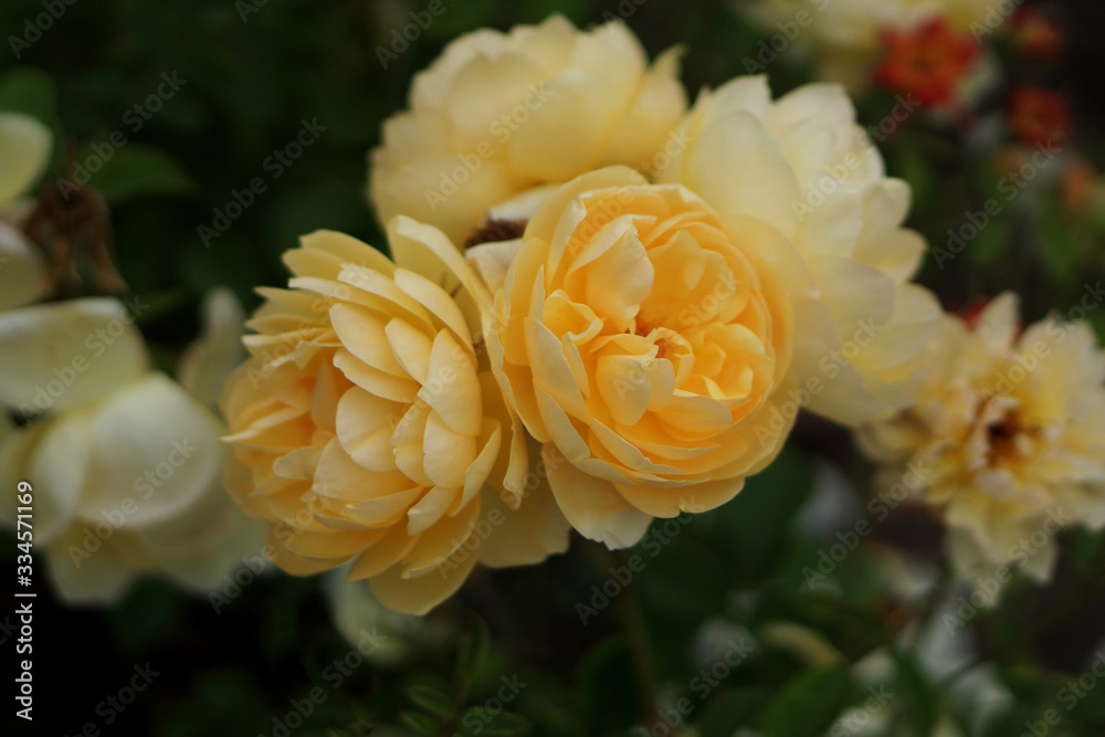 Beautiful yellow roses in a public garden,close-up Beautiful yellow roses in a public garden,close-up