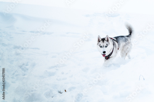 siberian husky dog