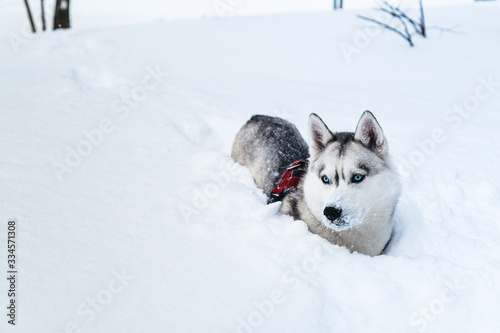 Beautiful blue-eyed husky dog runs in the snow