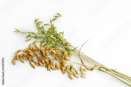 Oatmeal plant is ripe and milky maturity isolated on a white background has a shadow. Ears of cereals.