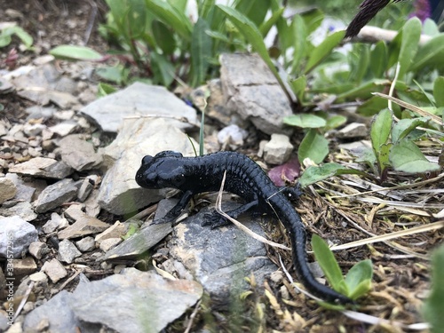 apine salamander sitting on a stony route photo