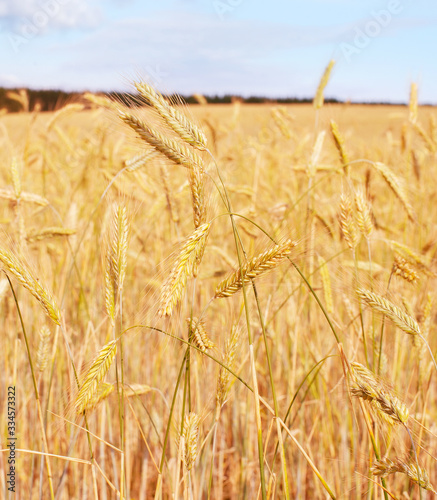 Wheet field harvest crop Es...