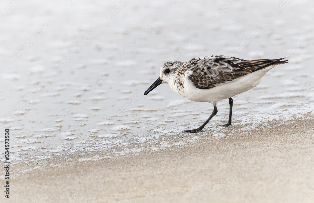 Obraz premium A sandpiper searches for food as a wave recedes at the beach