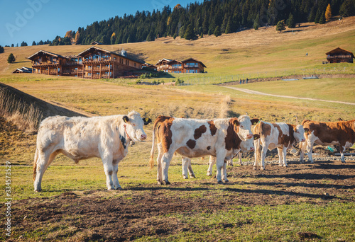 Beautiful cows and calves o...