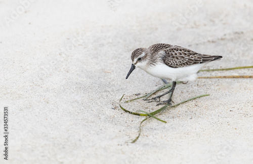 Fotografija A sandpiper looking for food on the beach in summer
