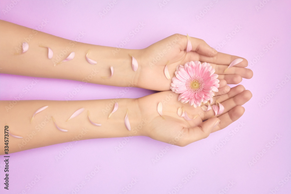 Womans hands with a bright pink gerbera flowers on a purple backround. Product or skin care, natural petal cosmetics, anti-wrinkle hand care.