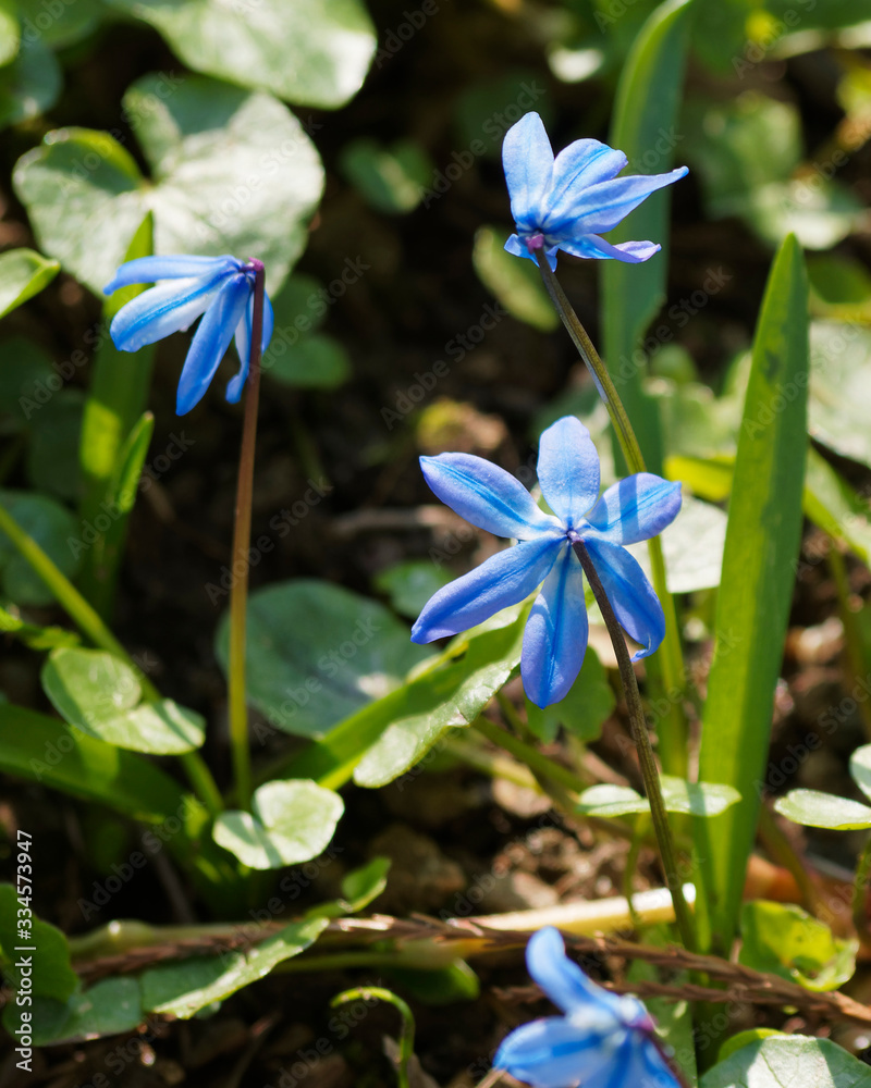 Scille de Sibérie (scilla siberica ou Othocallis siberica) Scille de Sibérie (scilla siberica ou Othocallis siberica)