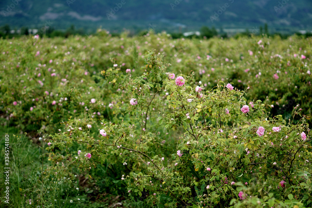 field Bulgarian Damask Roses in the Valley of Roses in Bulgaria field Bulgarian Damask Roses in the Valley of Roses in Bulgaria