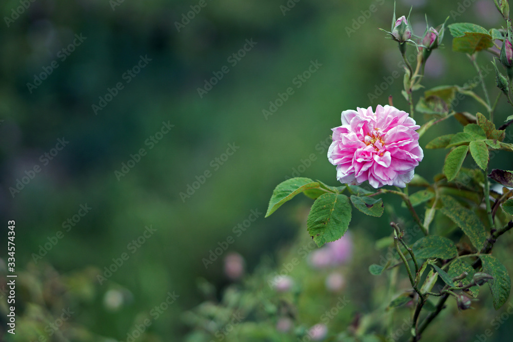 Beautiful Bulgarian Damask Roses in the Valley of Roses in Bulgaria Beautiful Bulgarian Damask Roses in the Valley of Roses in Bulgaria