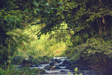 Rocky stream in leafy forest