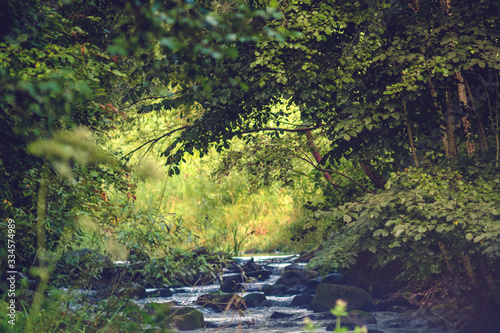 Fototapeta Naklejka Na Ścianę i Meble -  Rocky stream in leafy forest