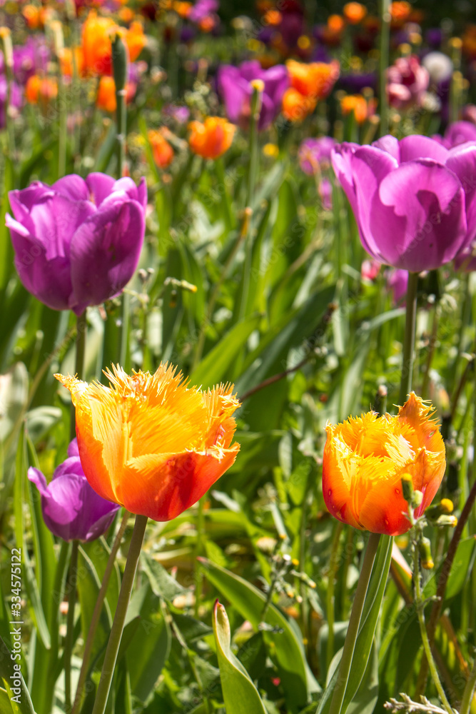 Obraz premium Orange Parrot Tulip (in german Papageintulpe)
