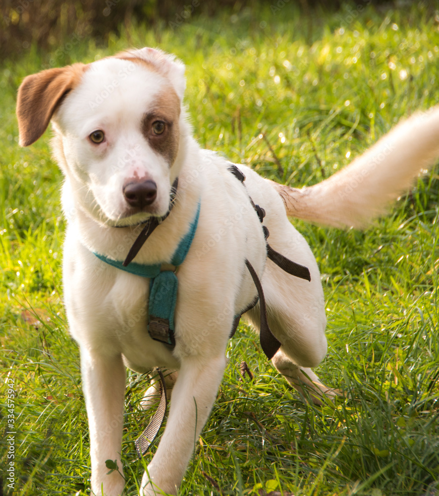 Spielende Hund