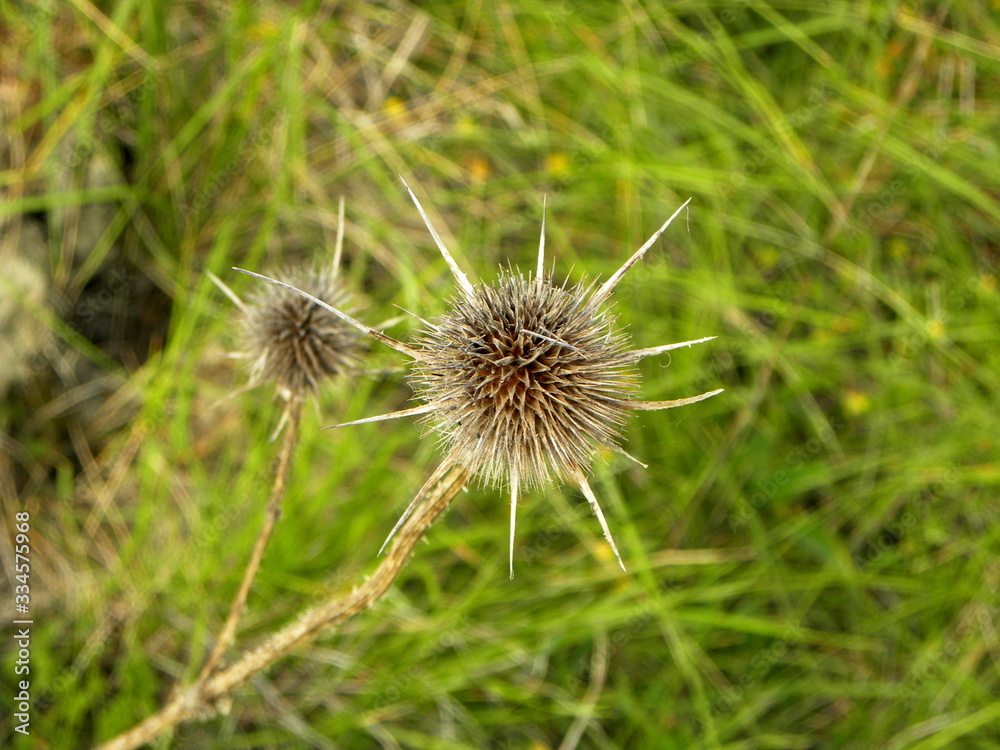 Dry brown thistle on a background of green grass