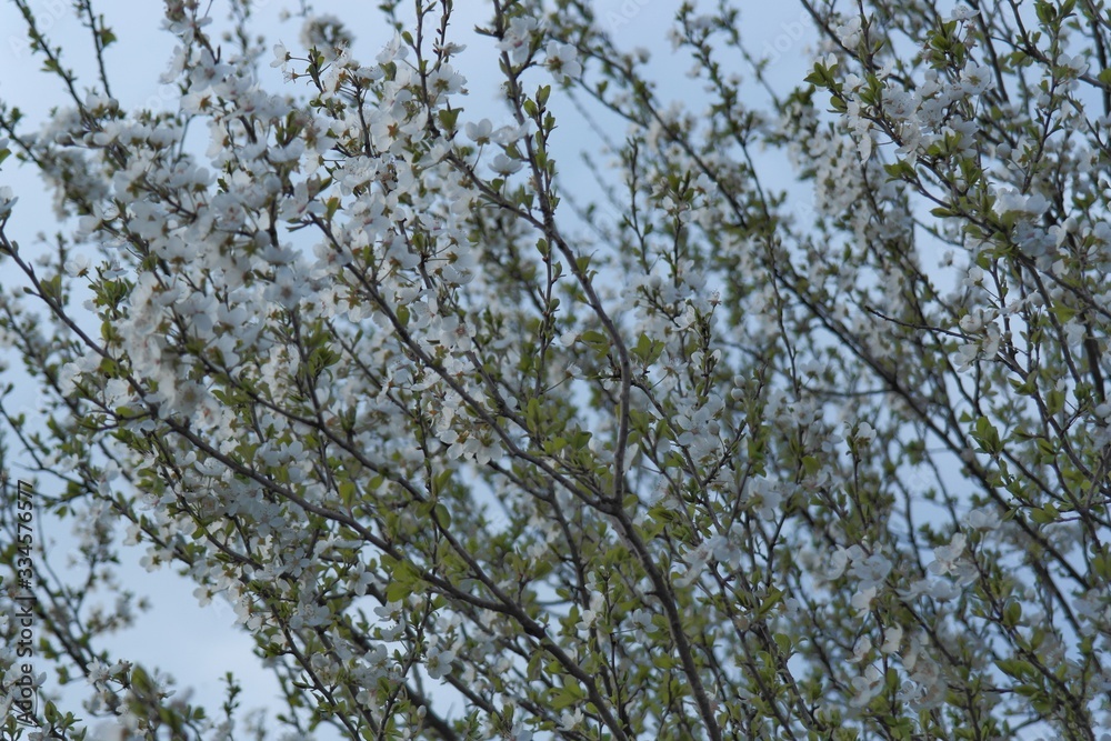 Obraz premium Cherry tree blossom in spring. Its flowers are nearly pure white, tinged with the palest pink, especially near the stem. They bloom and usually fall within a week, before the leaves come out.