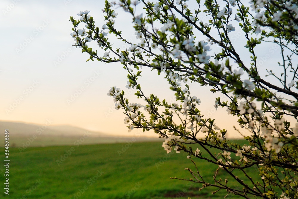Cherry tree blossom in spring. Its flowers are nearly pure white, tinged with the palest pink, especially near the stem. They bloom and usually fall within a week, before the leaves come out. 