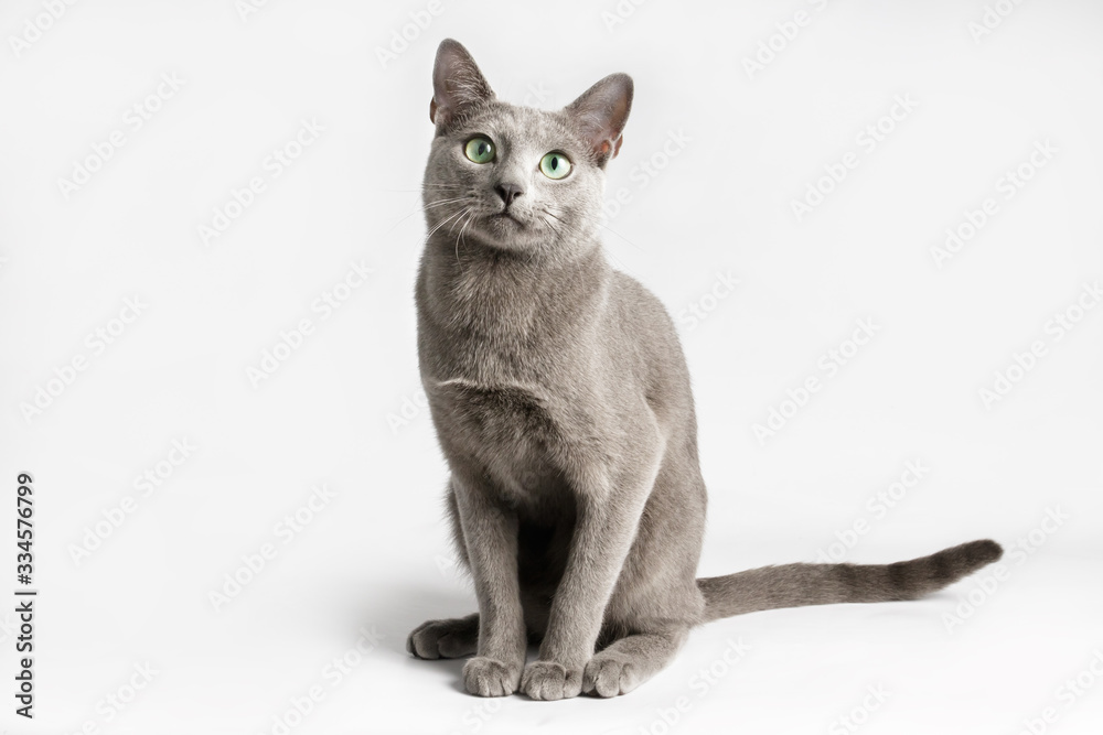 Obraz premium Russian blue cat on colored backgrounds