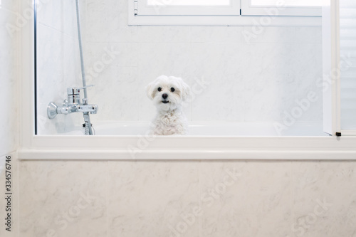 Beautiful maltese inside the bathtub waiting for the shower.