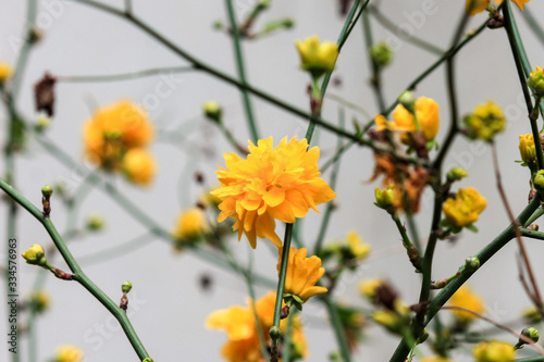 yellow flower blooms on a bush branch close-up soft background © AnastasiaStark
