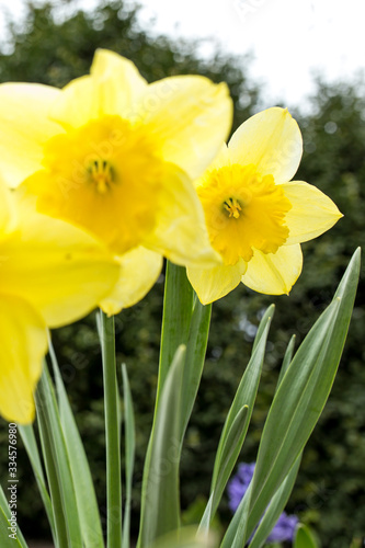 yellow daffodils in the garden.