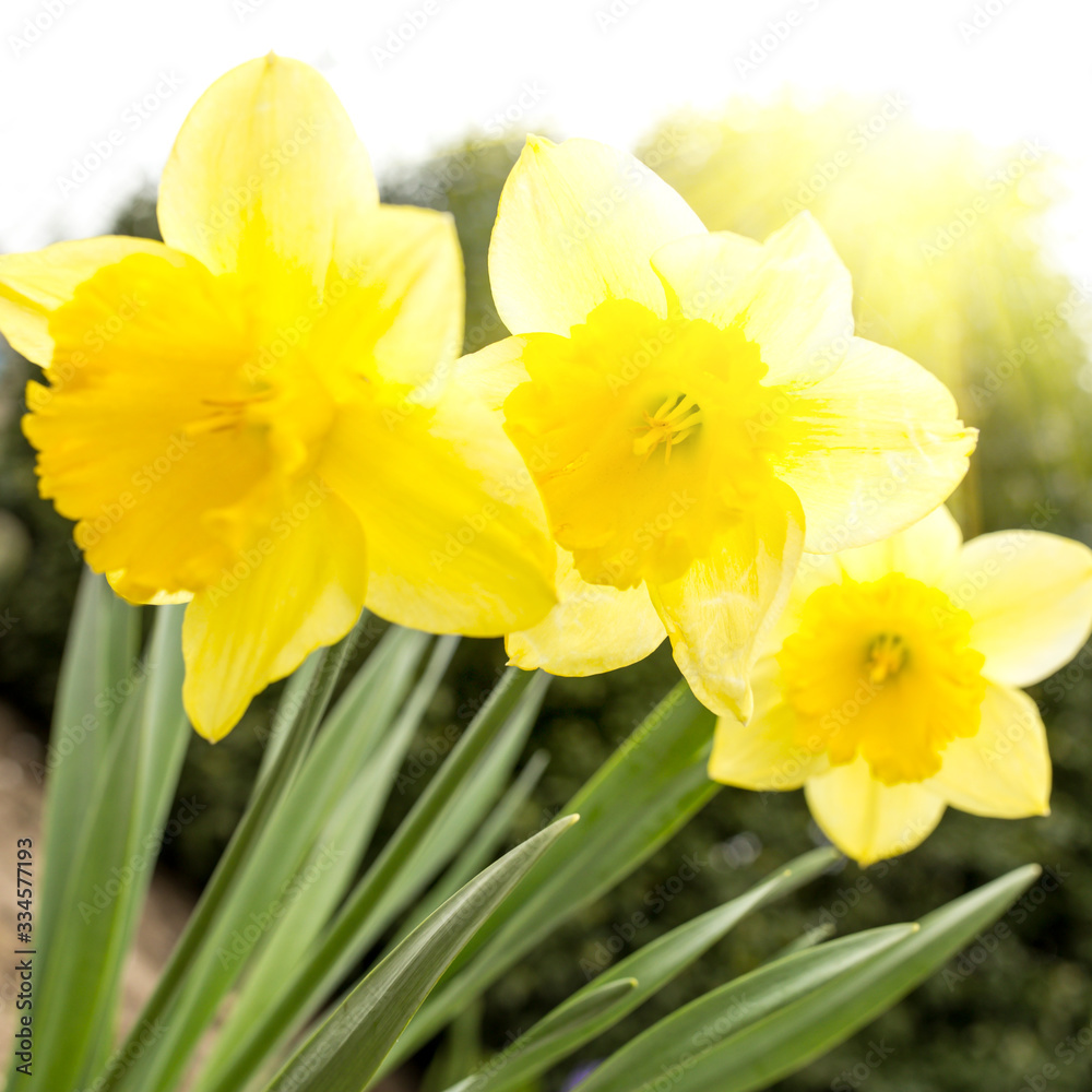 Three yellow daffodils in the garden against the sun Three yellow daffodils in the garden against the sun