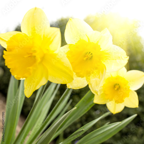 Fototapeta Naklejka Na Ścianę i Meble -  Three yellow daffodils in the garden against the sun