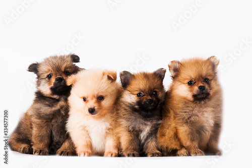 group of puppies isolated on white