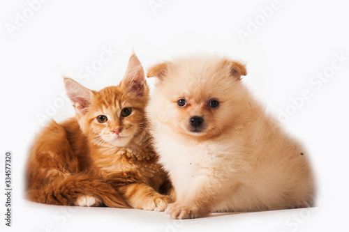 kitten and dog © Ershova Veronika