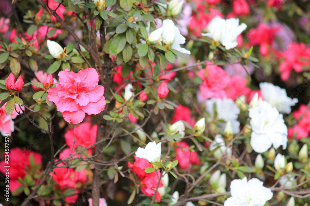 pink and white flowers blossomed in on a green bush in a park under the bright sun pink and white flowers blossomed in on a green bush in a park under the bright sun